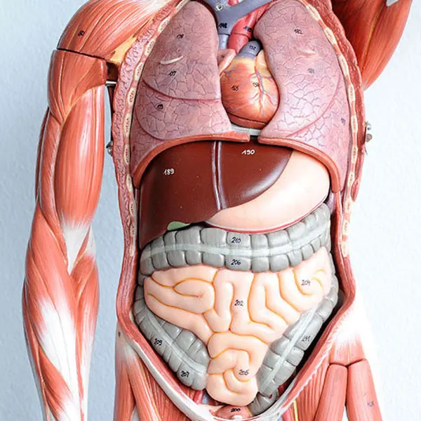 Anatomy & Physiology – the Body from Within workshop at MAYI Yoga Academy